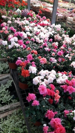 AZALEA DOBLE