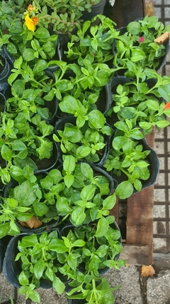 PLANTINES M12 - comprar online