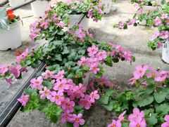 BACOPA - comprar online