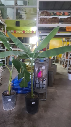 BANANERO en internet