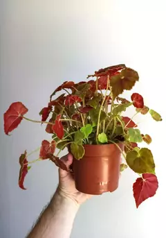Begonia rex Amber love - comprar online