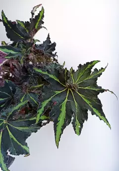 Begonia rex Break Dance