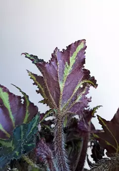 Begonia rex Break Dance - comprar online