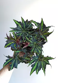 Begonia rex Break Dance en internet