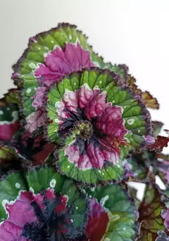 Begonia rex Christmas Curl
