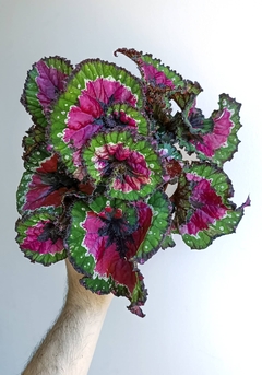 Begonia rex Christmas Curl en internet