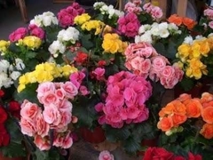 BEGONIA DE LA PAZ - comprar online