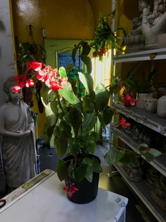 BEGONIA DRAGON - comprar online