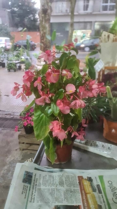 BEGONIA DRAGON