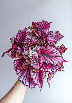 Begonia rex Lambada en internet