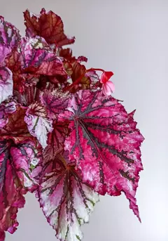 Begonia rex Lambada