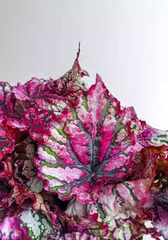 Begonia rex Lambada - comprar online