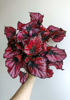 Begonia rex red kiss