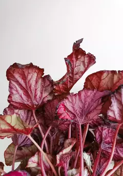 Begonia rex red kiss en internet