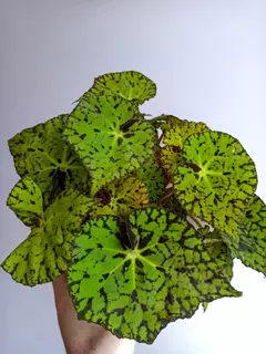 Begonia rex Froggy