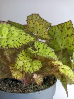 Begonia rex Froggy - comprar online