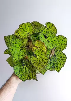 Begonia rex Froggy en internet