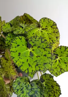 Begonia rex Froggy - El Viverito