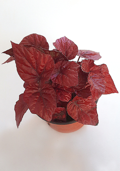 Imagen de BEGONIA REX