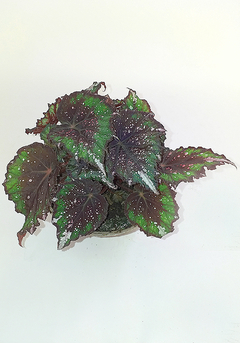 BEGONIA REX