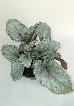 BEGONIA REX - comprar online