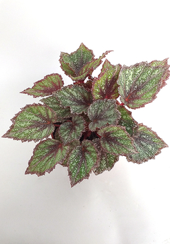 BEGONIA REX - tienda online