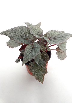 Imagen de BEGONIA REX
