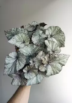 Begonia rex Silver Dollar en internet