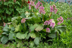 BERGENIA ( HORTENSIA INVIERNO ) en internet