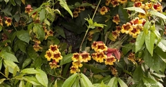 BIGNONIA CAPREOLATA