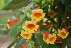 BIGNONIA CAPREOLATA - comprar online