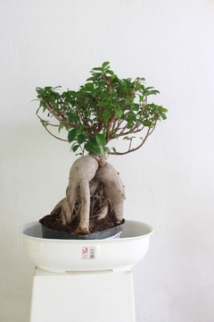 BONSAI