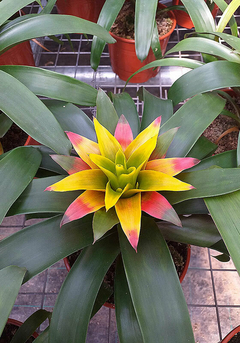 Imagen de BROMELIA GUZMANIA