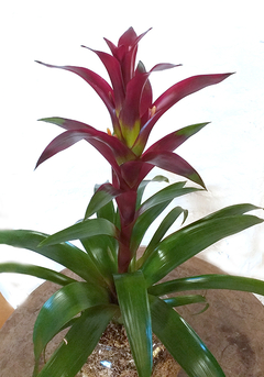 BROMELIA GUZMANIA - tienda online
