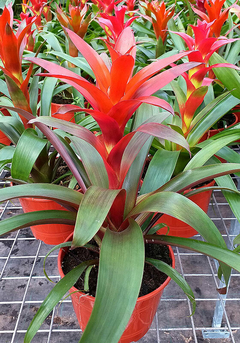 BROMELIA GUZMANIA