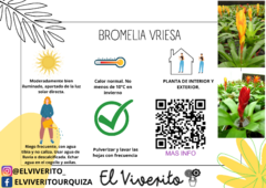 BROMELIA VRIESIA - comprar online