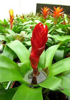 Imagen de BROMELIA VRIESIA