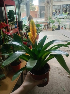 BROMELIA VRIESIA - comprar online