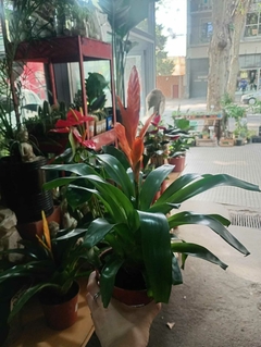 BROMELIA VRIESIA en internet