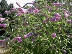 BUDDLEIA NANHOENSIS - comprar online
