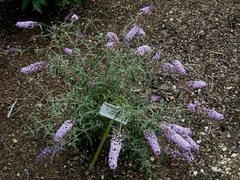BUDDLEIA NANHOENSIS