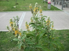 BUDDLEIA STACHYOIDES