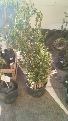 BUXUS SEMPERVIRENS (BOJ) - tienda online