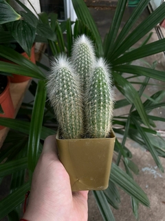 CACTUS Cleistocactus Strausii - comprar online