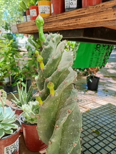 CACTUS ESPIRALADO