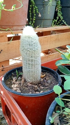 Cactus Espostoa
