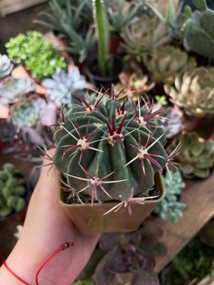 CACTUS Ferocactus - comprar online