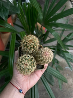 CACTUS MAMMILLARIA COLUMBIANA SSP. YUCATANENSIS en internet