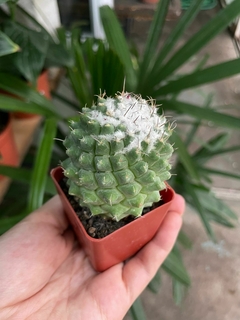 CACTUS Mammillaria polythele inermis - comprar online