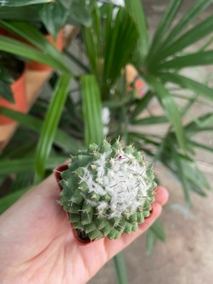 CACTUS Mammillaria polythele inermis - El Viverito